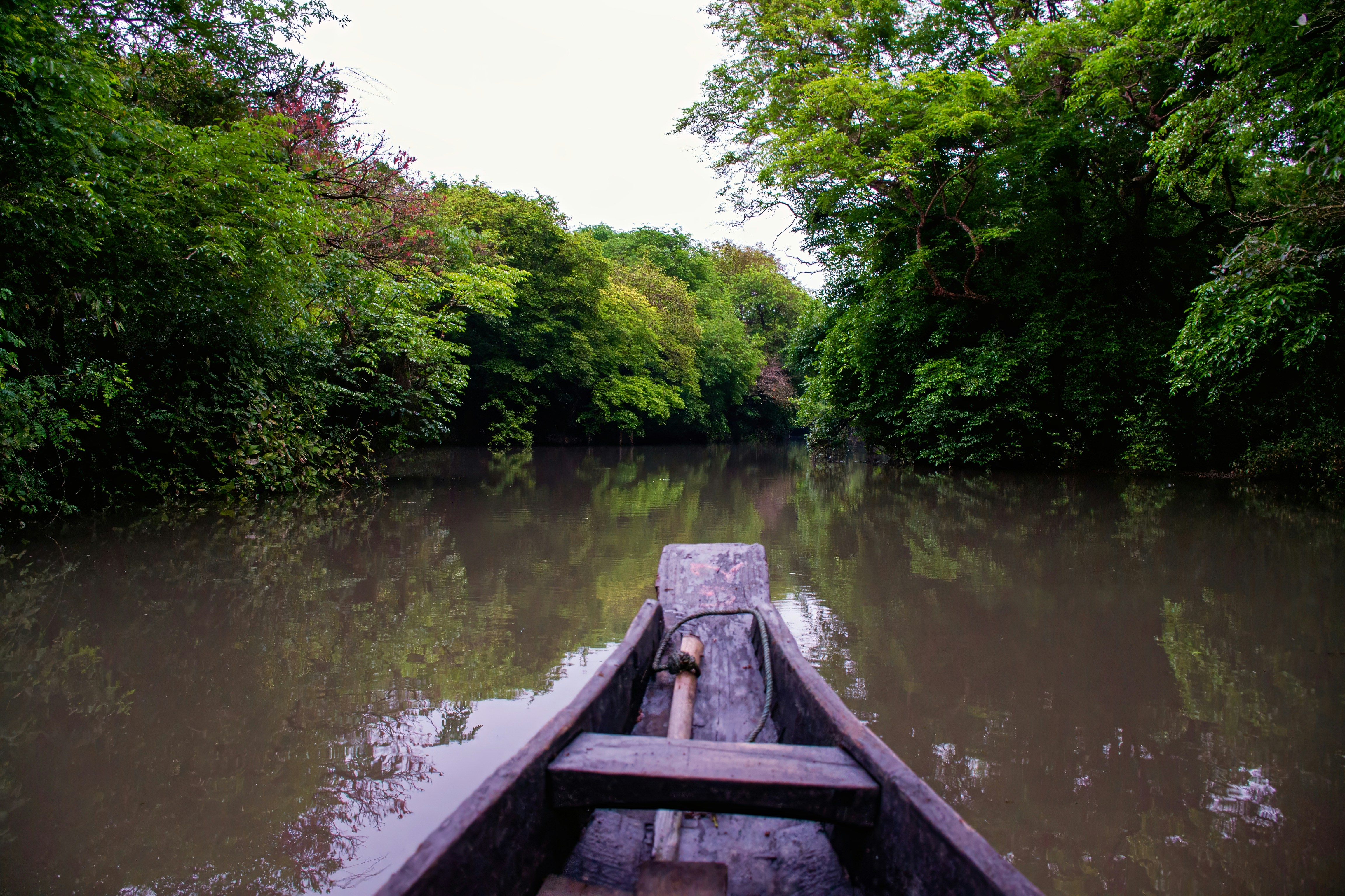 Point of view from a boat in a swamp.